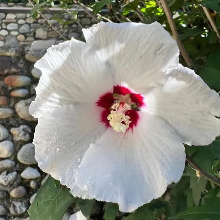 Garden Castle Desenzano * デセンツァーノ・デル・ガルダ