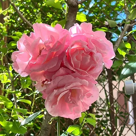 アパート Garden Castle Desenzano デセンツァーノ・デル・ガルダ